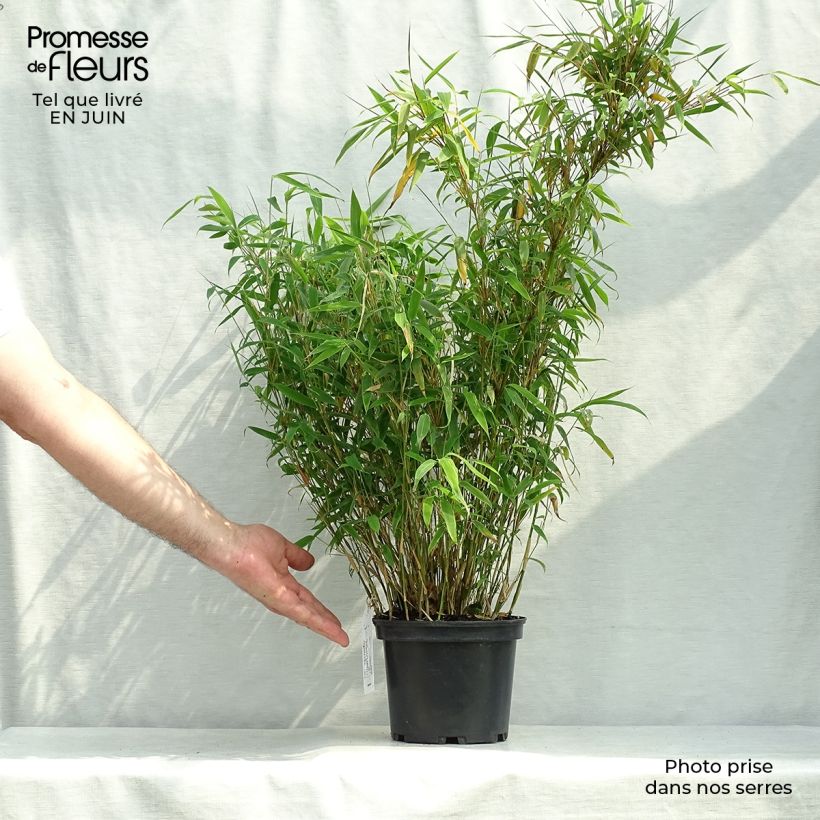 Fargesia murielae Jumbo 2L/3L pot sample as delivered in summer