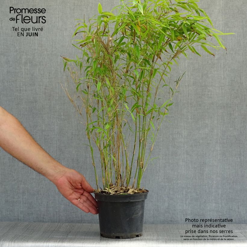 Fargesia murielae Simba - Non-running Bamboo 2L/3L pot sample as delivered in summer