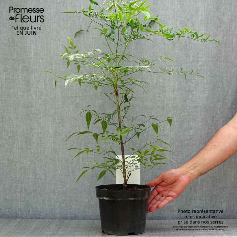 Nandina domestica Brightlight - Sacred Bamboo 3L/4L pot sample as delivered in summer