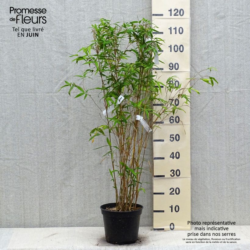Bambusa glaucescens - Hedge Bamboo 4L/5L pot sample as delivered in summer