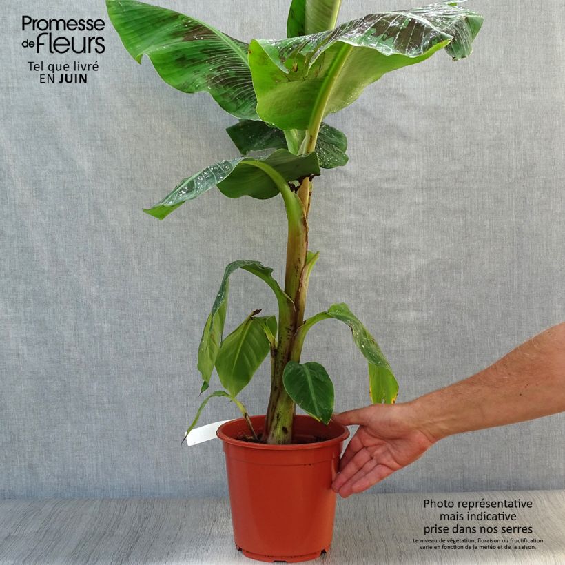 Musa acuminata Dwarf Cavendish - Banana 6L/7L pot sample as delivered in summer