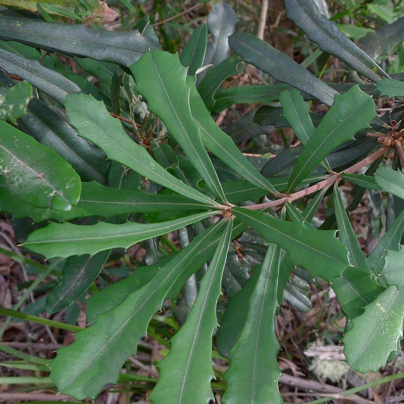 Banksia integrifolia (Foliage)
