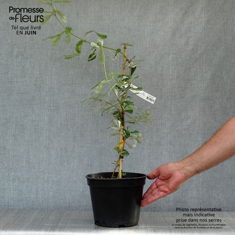 Banksia integrifolia 3L/4L pot sample as delivered in summer