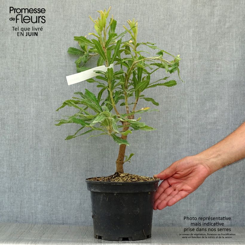 Banksia serrata 4L/5L pot sample as delivered in summer