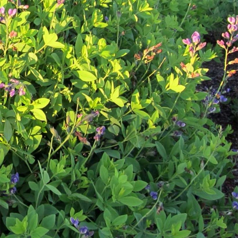 Baptisia Decadence Series Blueberry Sundae - False Indigo (Foliage)