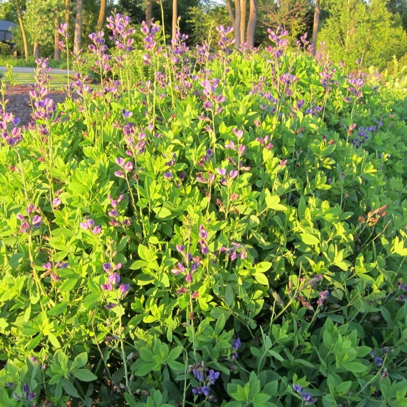 Baptisia Decadence Series Blueberry Sundae - False Indigo (Plant habit)