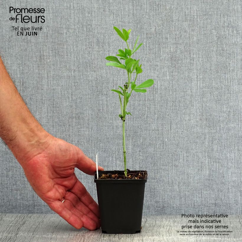 Baptisia Decadence Series Blueberry Sundae - False Indigo 8/9 cm pot sample as delivered in summer