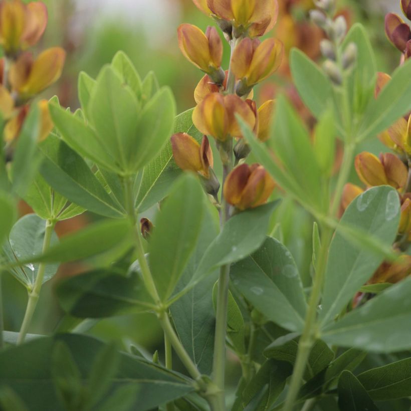 Baptisia Brownie Points - False Indigo (Foliage)