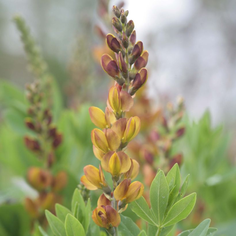 Baptisia Brownie Points - False Indigo (Flowering)