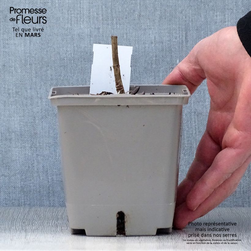 Baptisia Brownie Points - False Indigo 1L/1.5L pot sample as delivered in spring