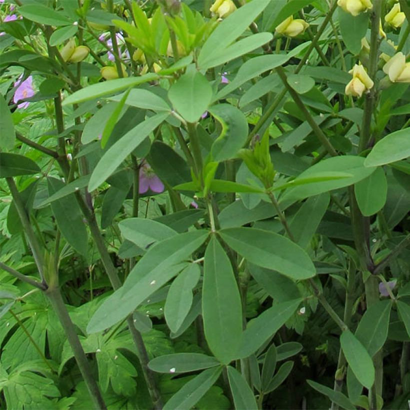 Baptisia Carolina Moonlight - False Indigo (Foliage)