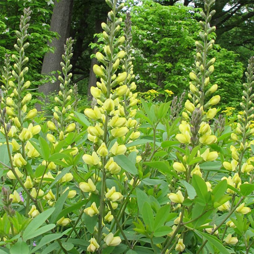 Baptisia Carolina Moonlight - False Indigo (Flowering)