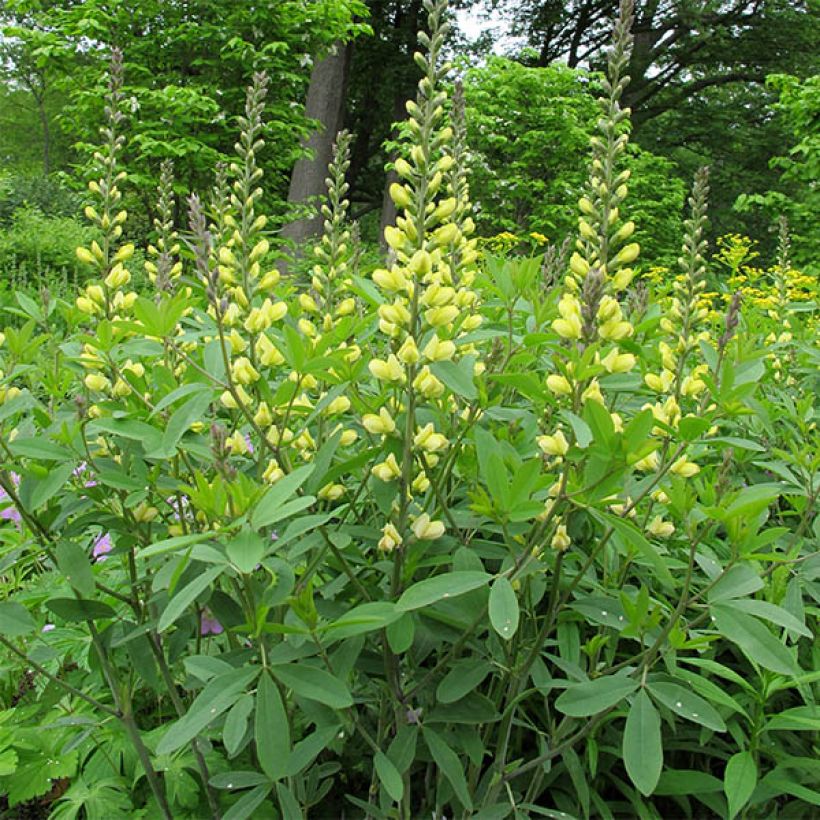 Baptisia Carolina Moonlight - False Indigo (Plant habit)