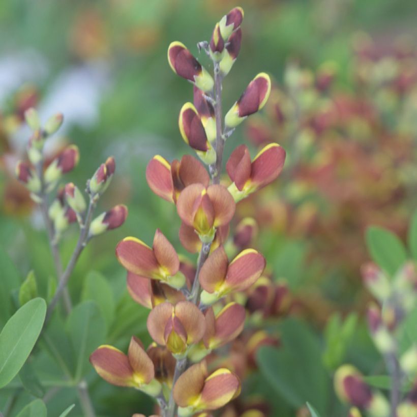 Baptisia Cherries Jubilee - False Indigo (Flowering)