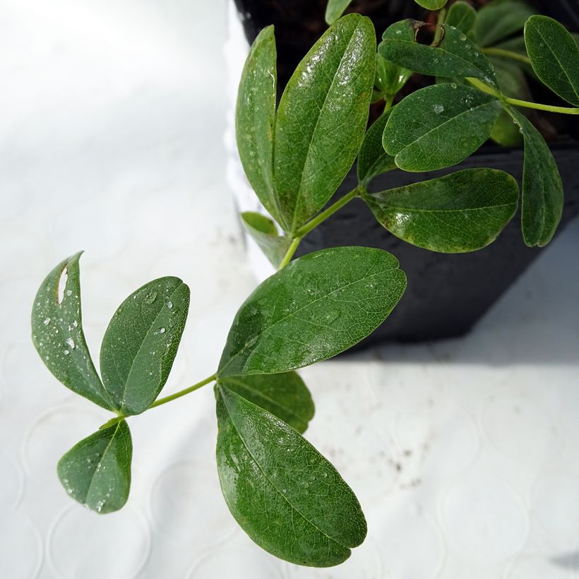 Baptisia Cherries Jubilee - False Indigo (Foliage)