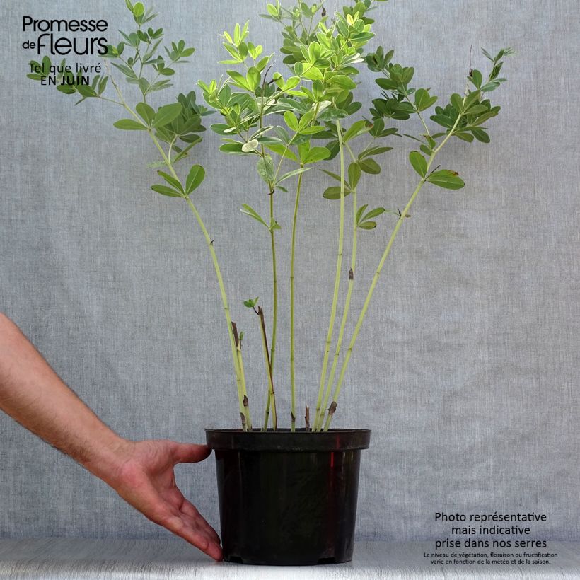 Baptisia Cherries Jubilee - False Indigo 4L/5L pot sample as delivered in summer