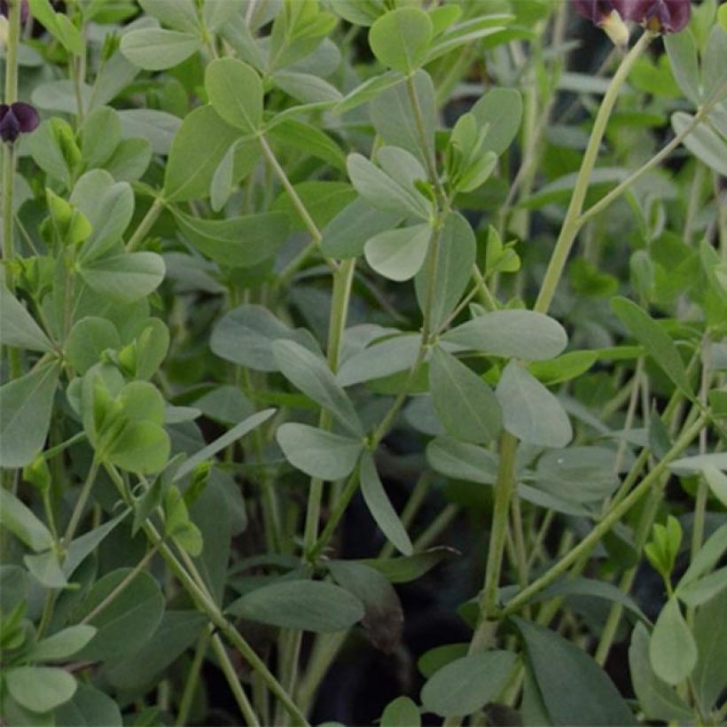 Baptisia Decadence Series Dutch Chocolate - False Indigo (Foliage)