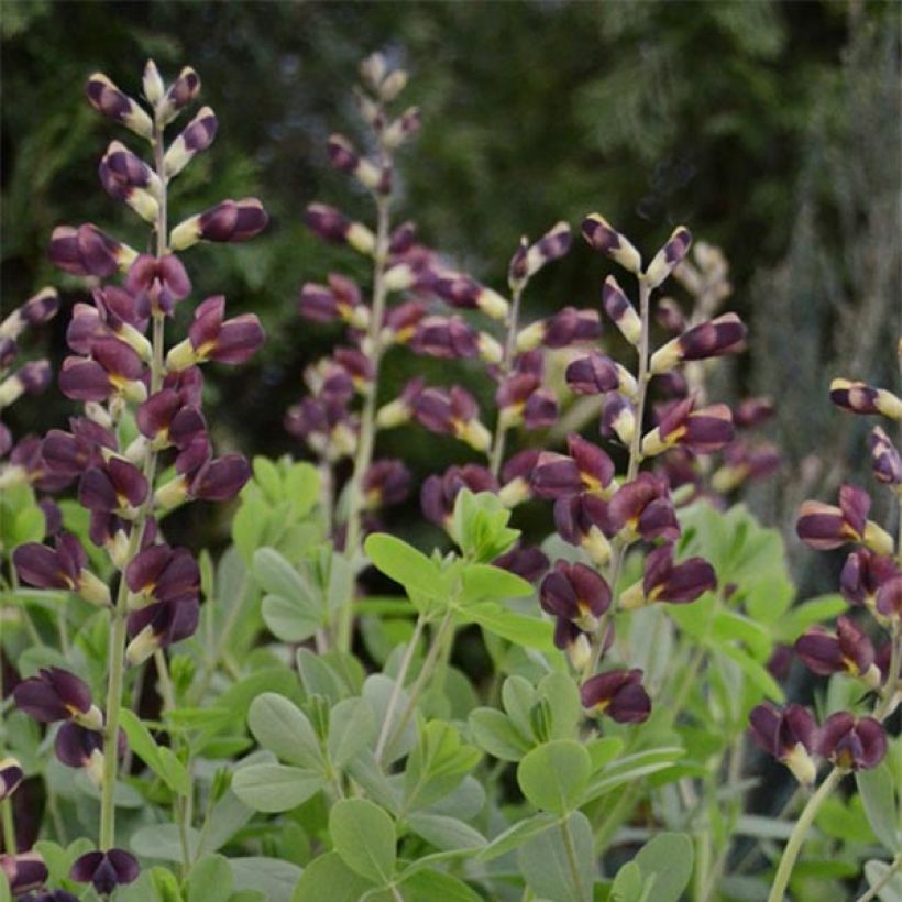 Baptisia Decadence Series Dutch Chocolate - False Indigo (Flowering)