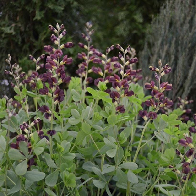 Baptisia Decadence Series Dutch Chocolate - False Indigo (Plant habit)