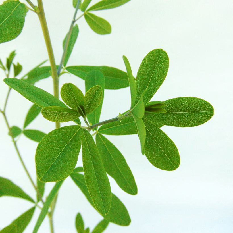 Baptisia australis Indigo Spires - False Indigo (Foliage)