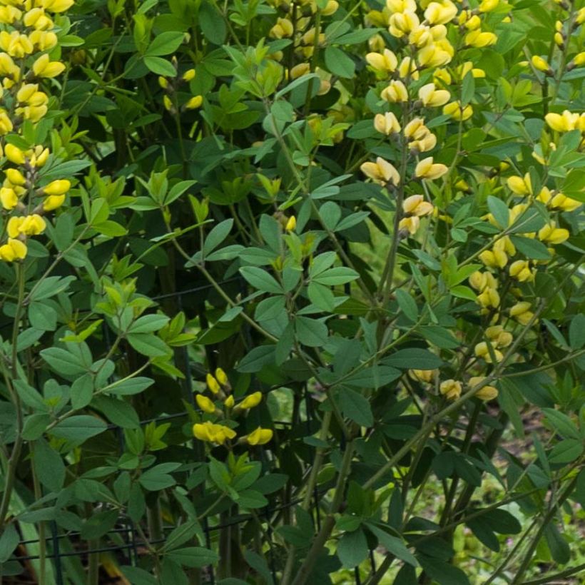 Baptisia Decadence Series Lemon Meringue - False Indigo (Foliage)