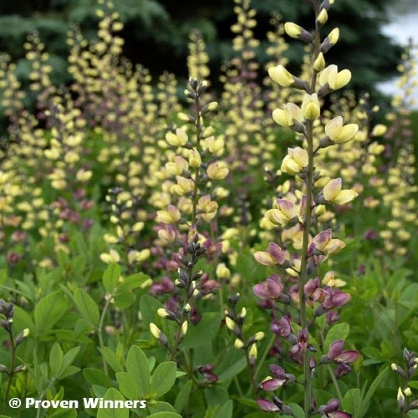 Baptisia Decadence Series Pink Lemonade - False Indigo (Foliage)