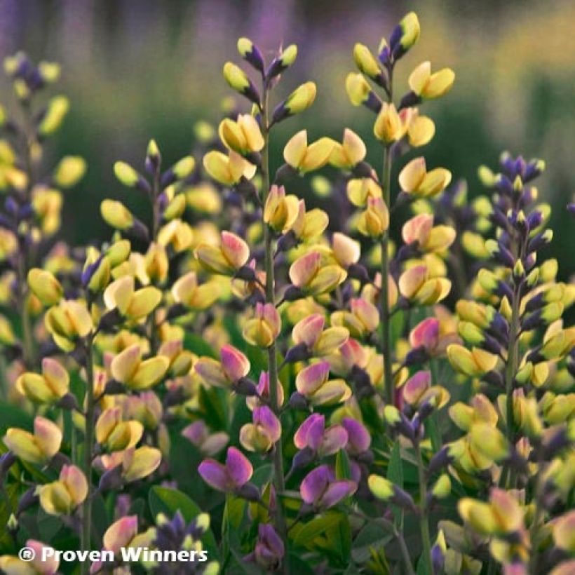 Baptisia Decadence Series Pink Lemonade - False Indigo (Flowering)