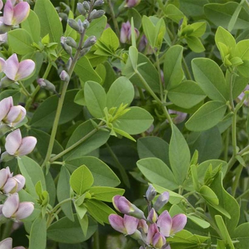 Baptisia Decadence Series Pink Truffles - False Indigo (Foliage)