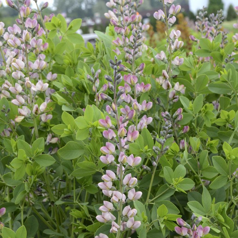 Baptisia Decadence Series Pink Truffles - False Indigo (Flowering)