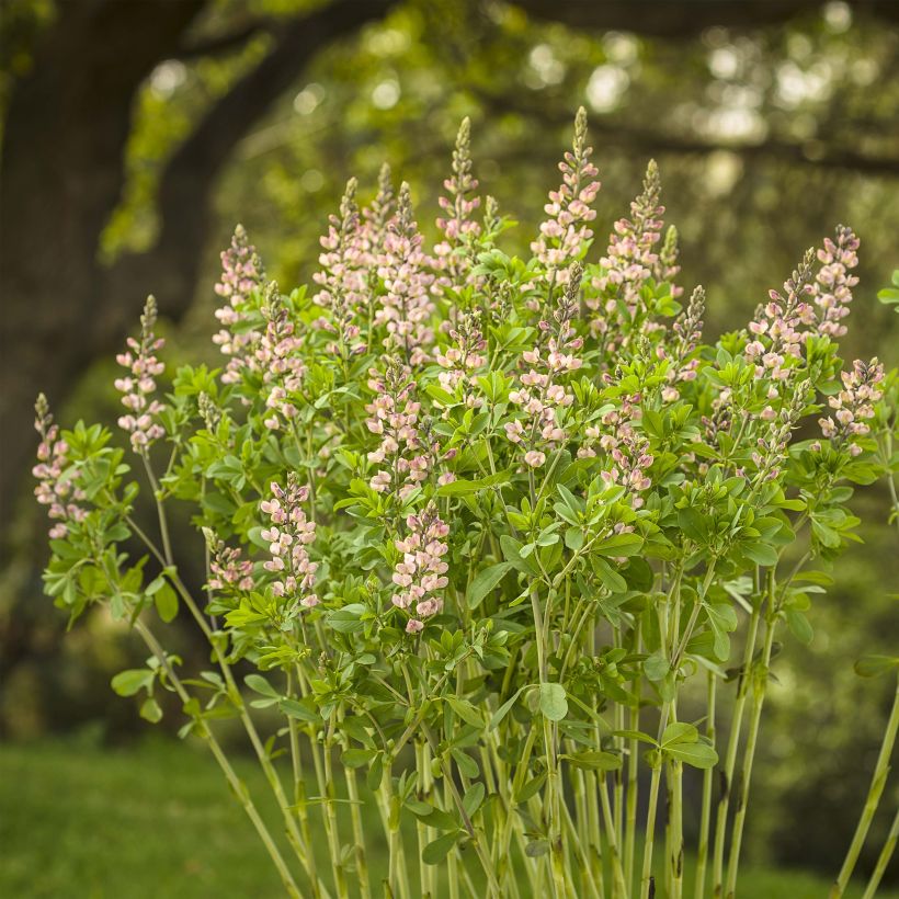 Baptisia Decadence Series Pink Truffles - False Indigo (Plant habit)