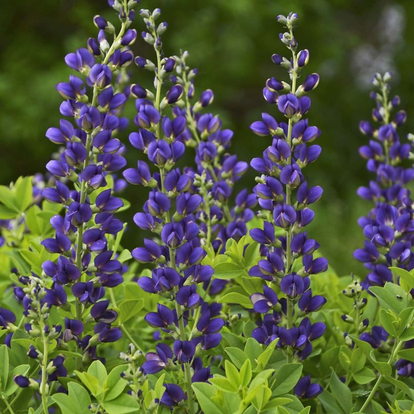 Baptisia Decadence Series Sparkling Sapphires - False Indigo (Flowering)