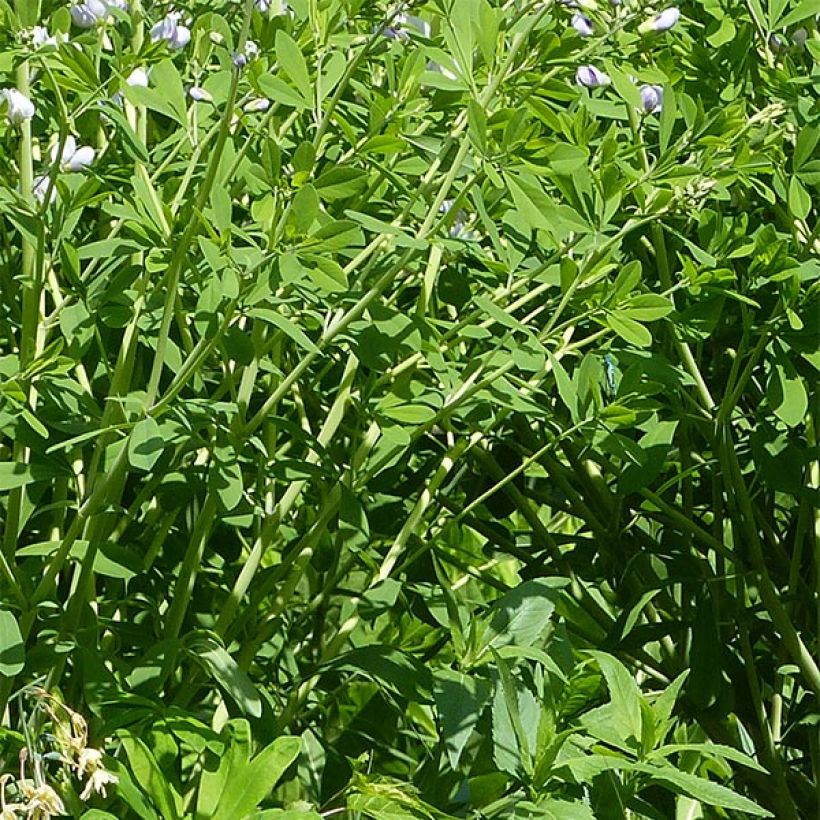 Baptisia australis Starlite Prairieblues - False Indigo (Foliage)