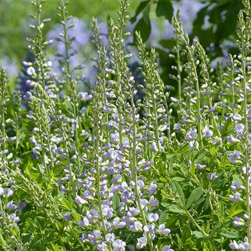 Baptisia australis Starlite Prairieblues - False Indigo (Flowering)