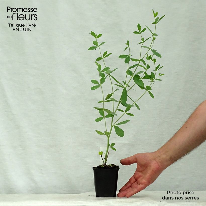 Baptisia australis Starlite Prairieblues - False Indigo 8/9 cm pot sample as delivered in summer