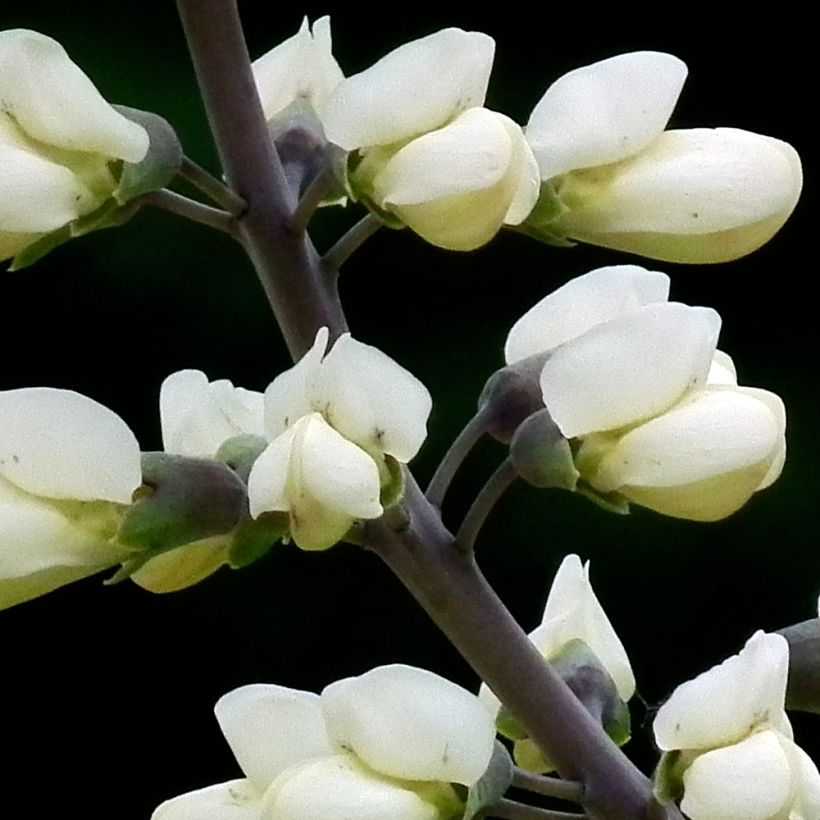 Baptisia alba var. macrophylla - White False Indigo (Flowering)