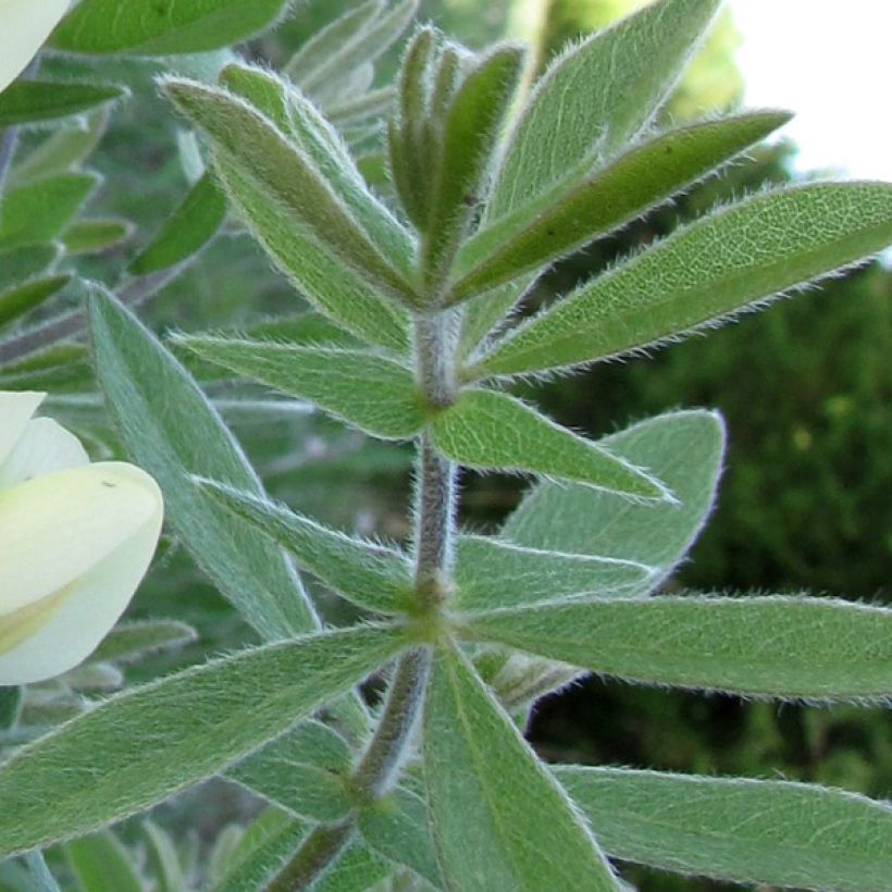 Baptisia bracteata (Foliage)