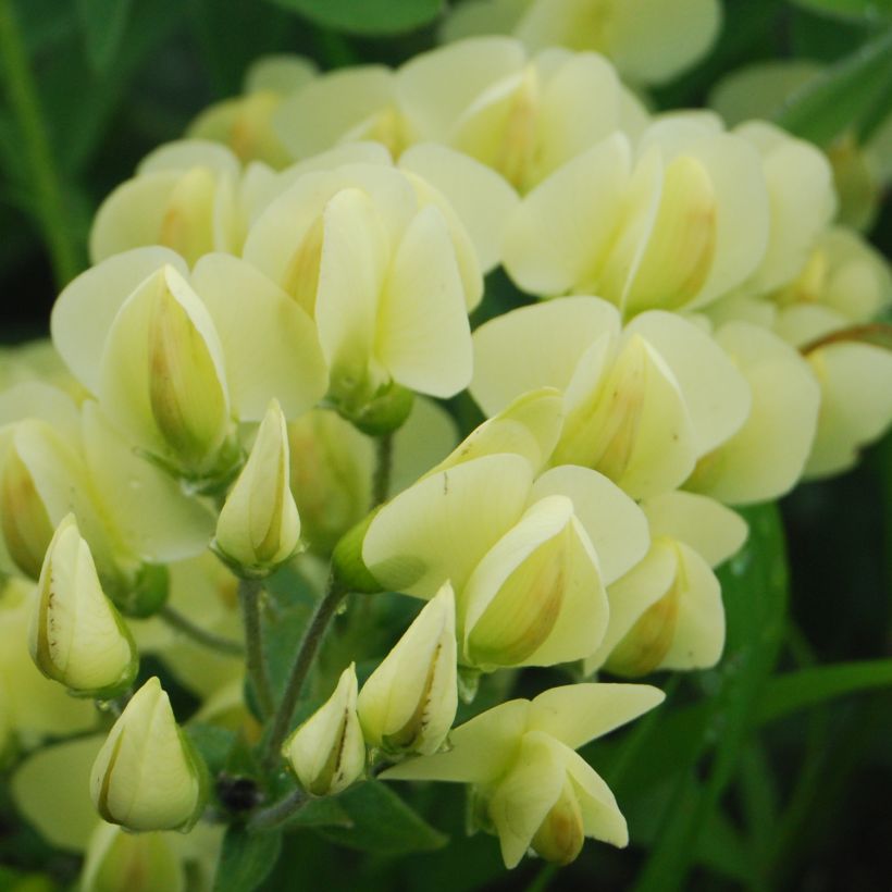 Baptisia bracteata (Flowering)