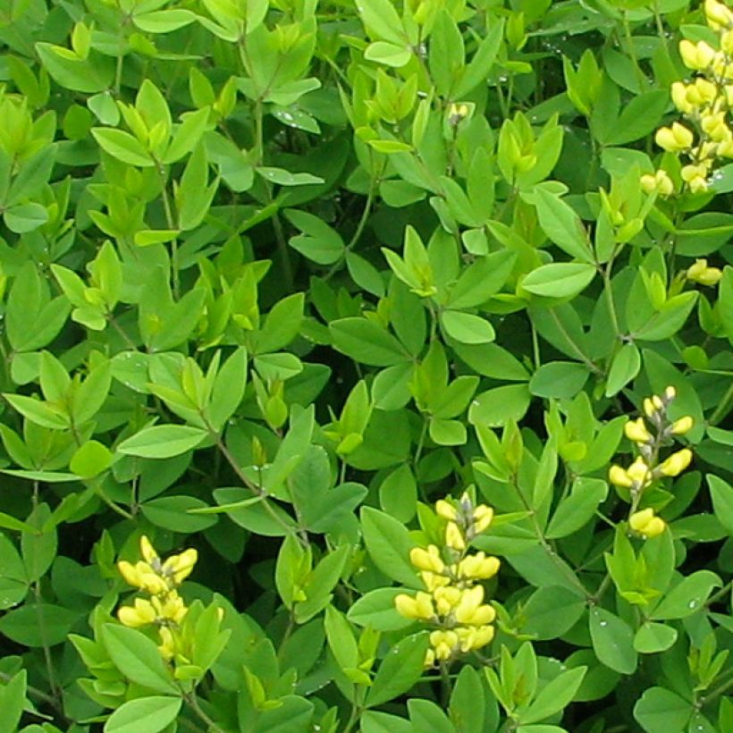 Baptisia tinctoria - False Indigo (Foliage)