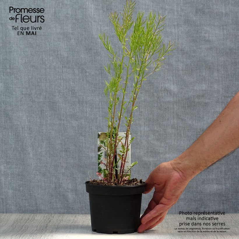 Barbarea verna - Land cress 1.5L/2L pot sample as delivered in spring
