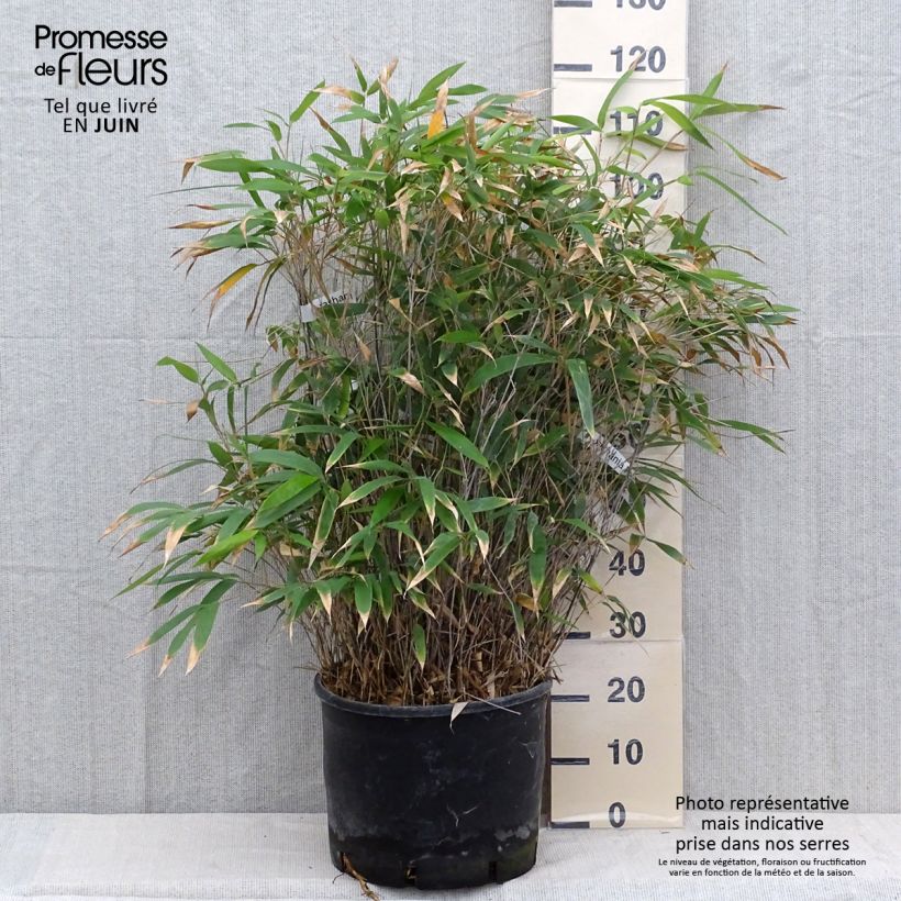 Bashania fargesii 7.5L/10L pot sample as delivered in summer