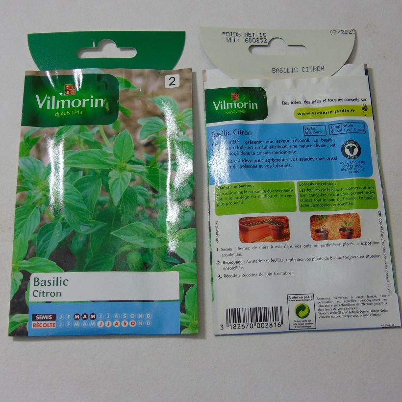 Example of Lemon Basil - Vilmorin Seeds per pack of 800 seeds (1g) specimen as delivered