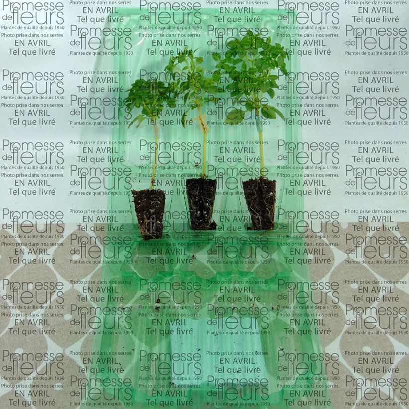 Example of El Greco Basil GRAFTED plants - Ocimum basilicum Plug plant 3/4cm specimen as delivered