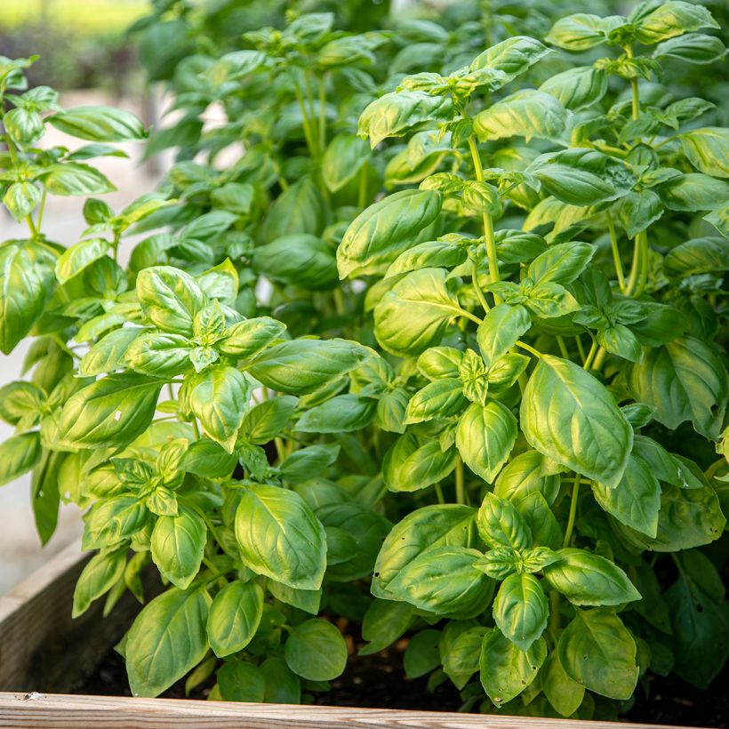 Genovese Basil (Plant habit)