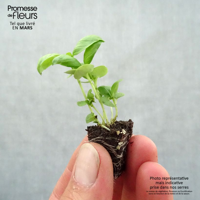 Compact Large Green Basil - Ocimum basilicum Plug plant 3/4cm sample as delivered in spring