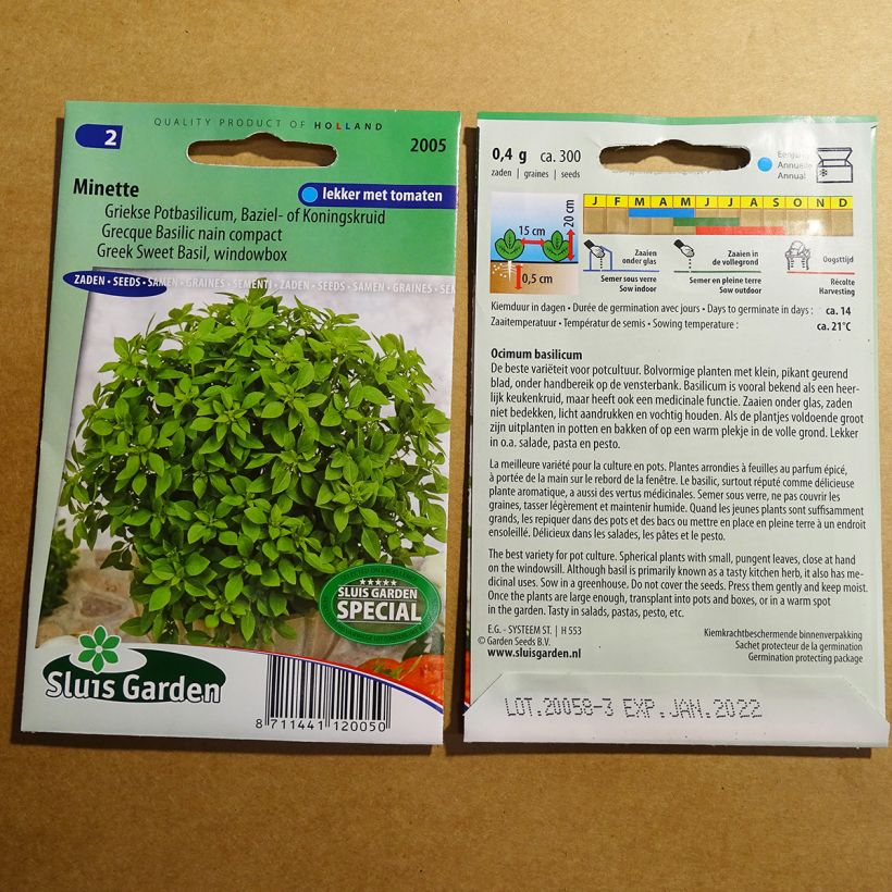 Example of Basil Minette - Greek Basil specimen as delivered