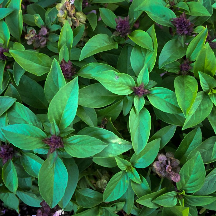 Ocimum basilicum Spice Boys Queen of Sheba (Foliage)