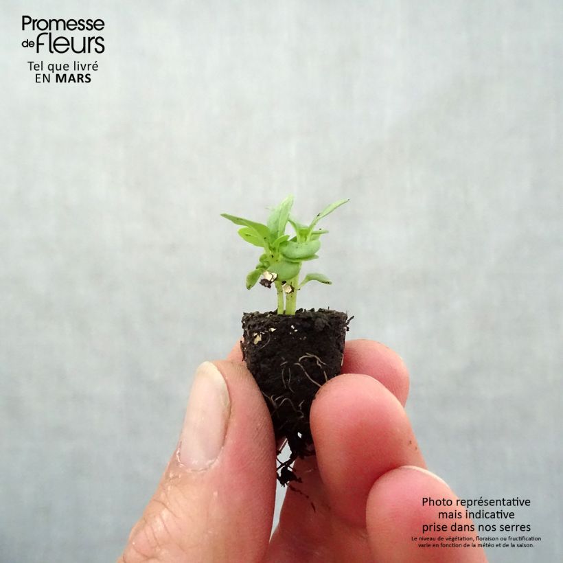 Compact dwarf fine green basil BIO Plug plant 1.5/2.5 cm sample as delivered in spring