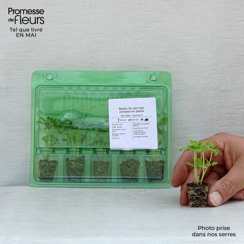 Compact dwarf fine green basil plants Plug plant 3/4cm sample as delivered in spring