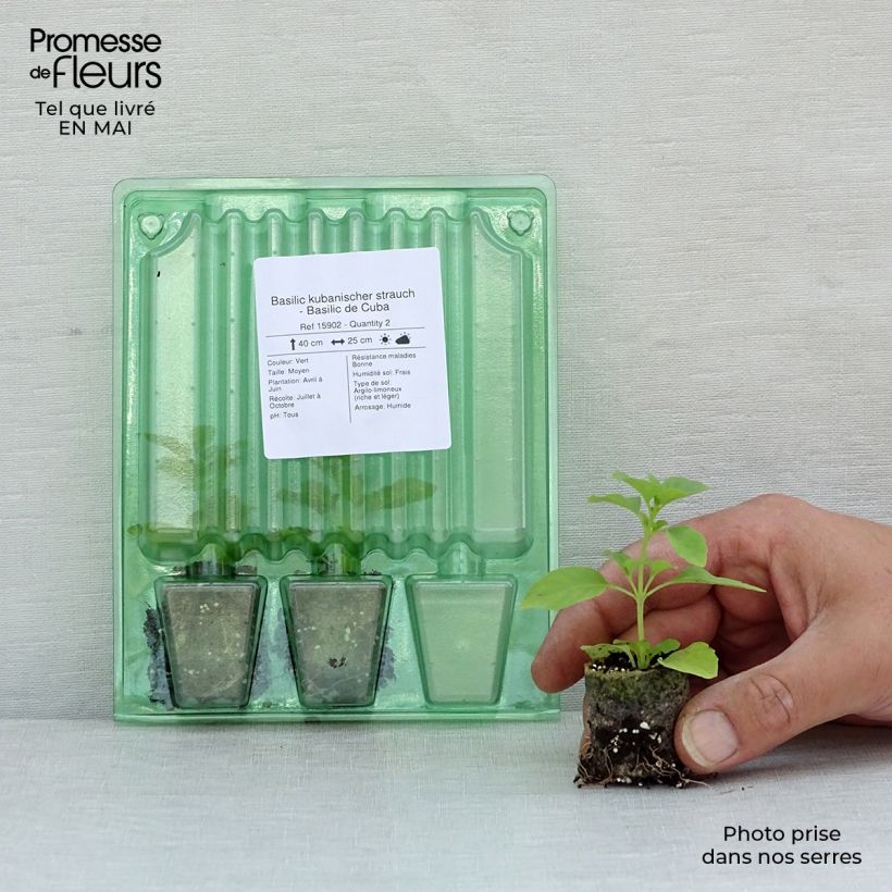 Kubanischer Strauch Basil - Cuban Basil Plug plant 3/4cm sample as delivered in spring