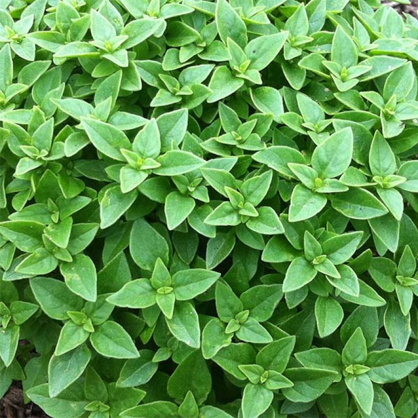 Pistou Basil - Ocimum basilicum (Foliage)